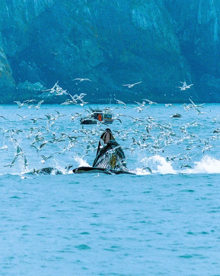 Humpbacks feeding, Kenai Fjords