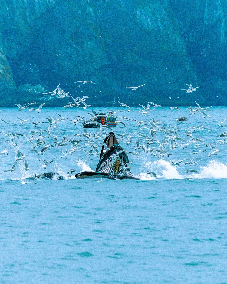 Humpbacks feeding, Kenai Fjords
