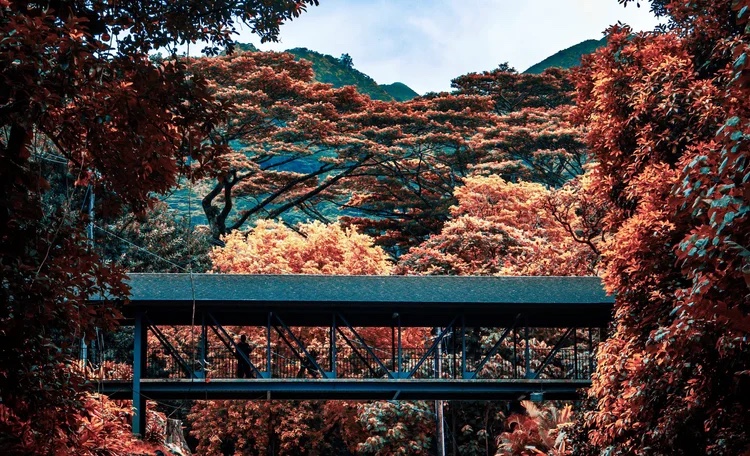 Autumn bridge, Hakone