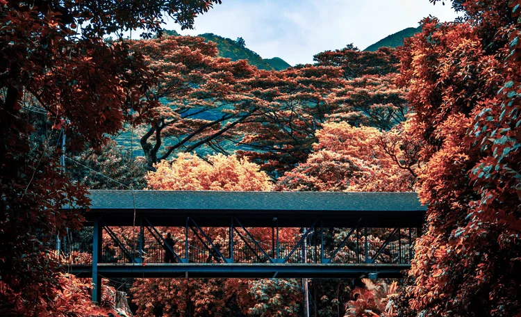 Autumn bridge, Hakone